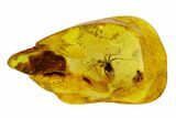 Fossil Ant (Formicidae) In Baltic Amber #120607-1